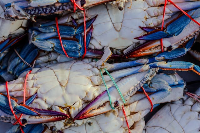 Government Steps Up Seafood Export Push Under PMMSY to Strengthen Fisheries Sector